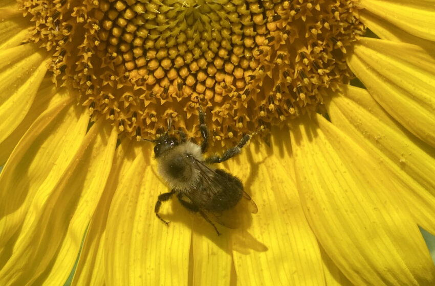  Les plantes dont les abeilles ont besoin pour maintenir une alimentation saine ont été révélées