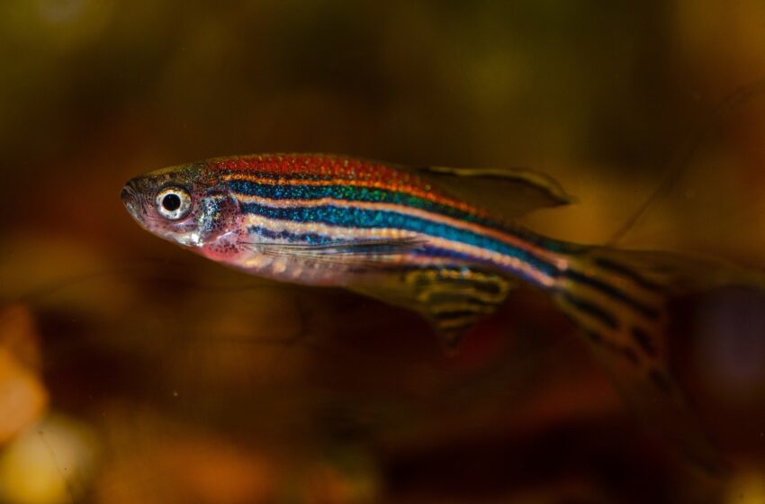  Les poissons zèbres révèlent comment la bioélectricité façonne le développement musculaire