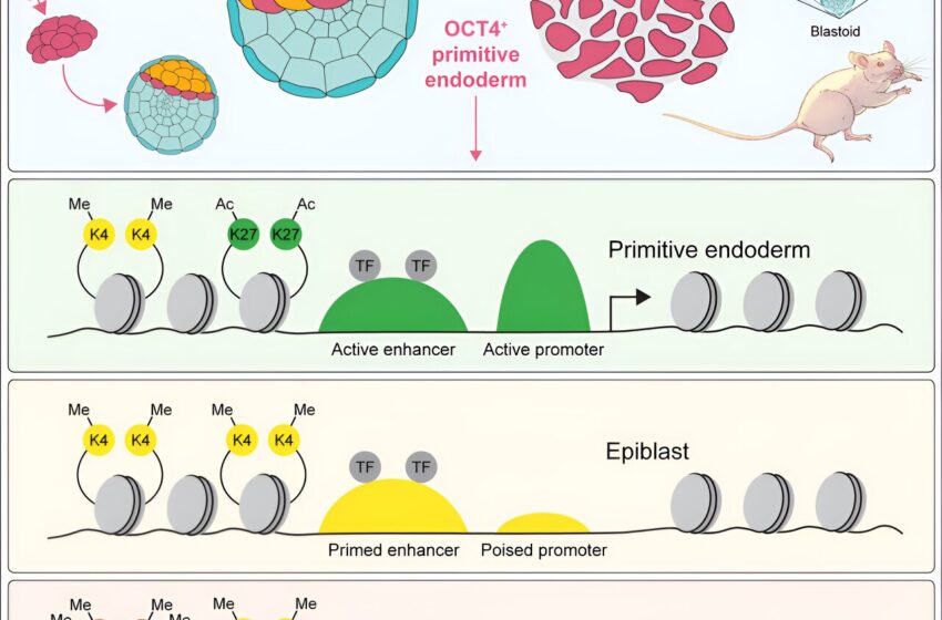  Les traitements de fertilité pourraient bénéficier des cellules souches