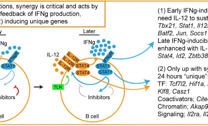 L’interleukine-12 influence la réponse immunitaire des cellules B