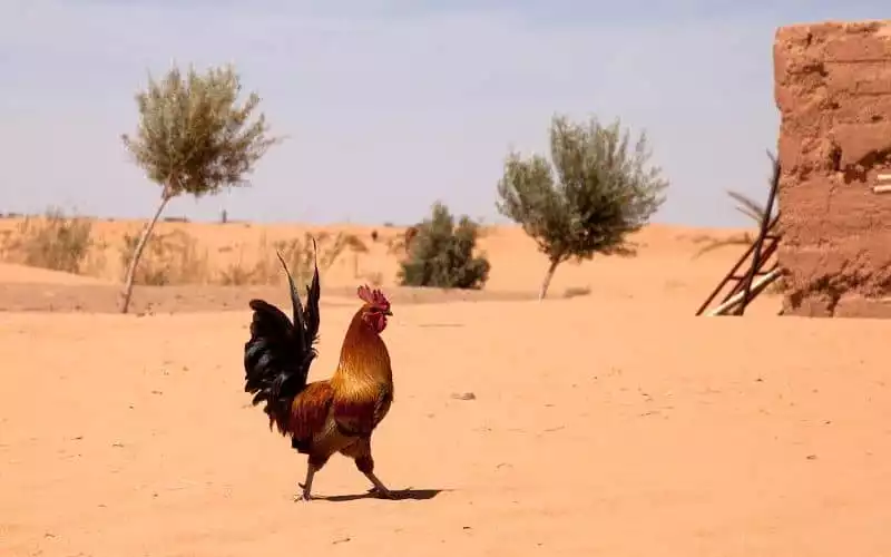  Maroc : nouvelle alerte météo Le thermomètre va monter dans plusieurs régions marocaines, vient d'indiquer…