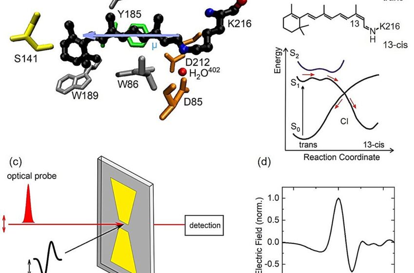  Nouvel aperçu de la spectroscopie ultrarapide térahertz Stark