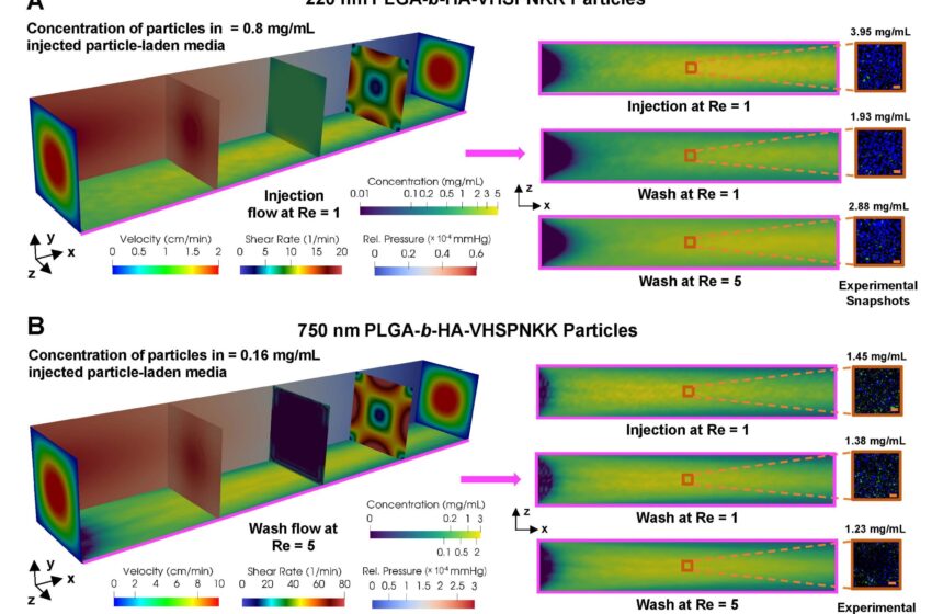  Simulation de la dynamique du flux sanguin pour améliorer l’administration de médicaments à base de nanoparticules