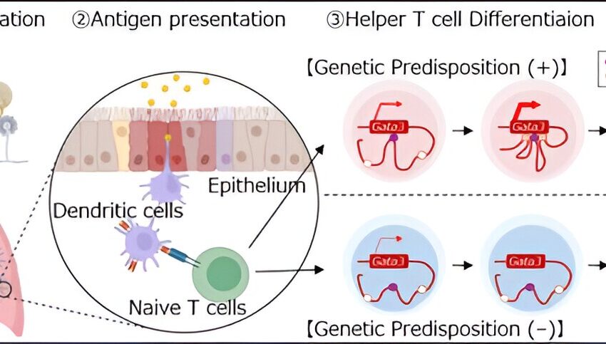  Une étude élucide le rôle crucial des amplificateurs du gène G900 dans l’inflammation associée à l’asthme