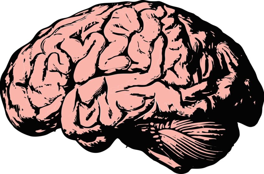  Une étude révèle des différences significatives dans l’édition de l’ARN entre le cerveau humain post-mortem et vivant