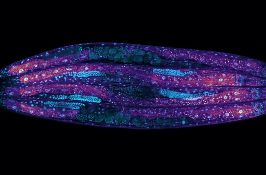  Une étude sur C. elegans révèle que l’équilibre de l’ARNm dans les cellules influence la durée de vie