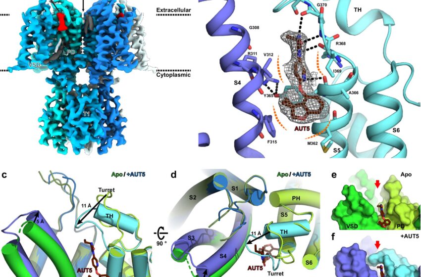  Une nouvelle étude met en lumière les canaux potassiques pour aider les chercheurs à concevoir de meilleurs médicaments