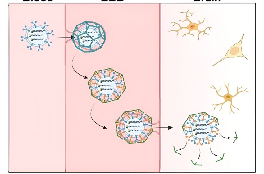  Améliorer l’imagerie de la maladie d’Alzheimer grâce à des capteurs fluorescents