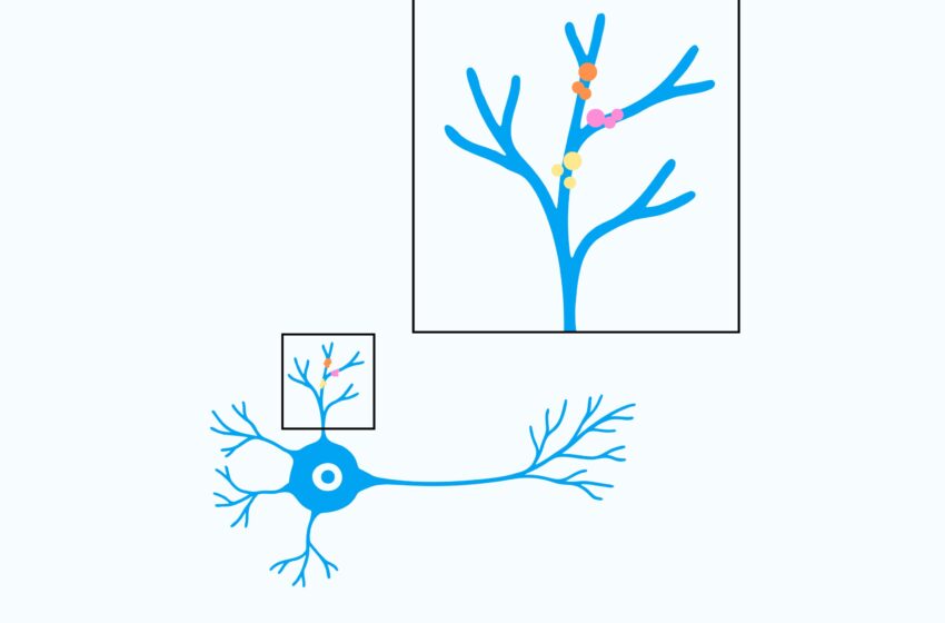  Comment les neurones en développement construisent des « mini-ordinateurs » pour une puissance de calcul accrue