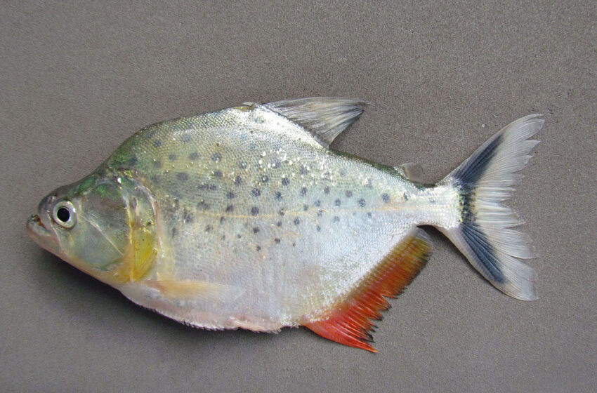  Découverte d’une nouvelle espèce de piranha dans le bassin amazonien