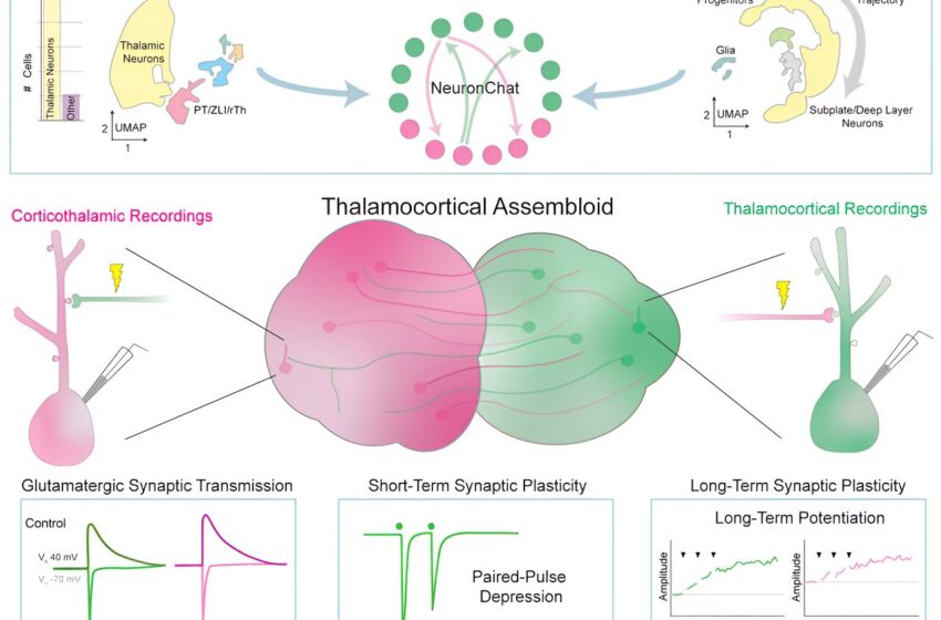  Des assembloïdes de neurones humains cultivés en laboratoire modélisent efficacement la plasticité synaptique