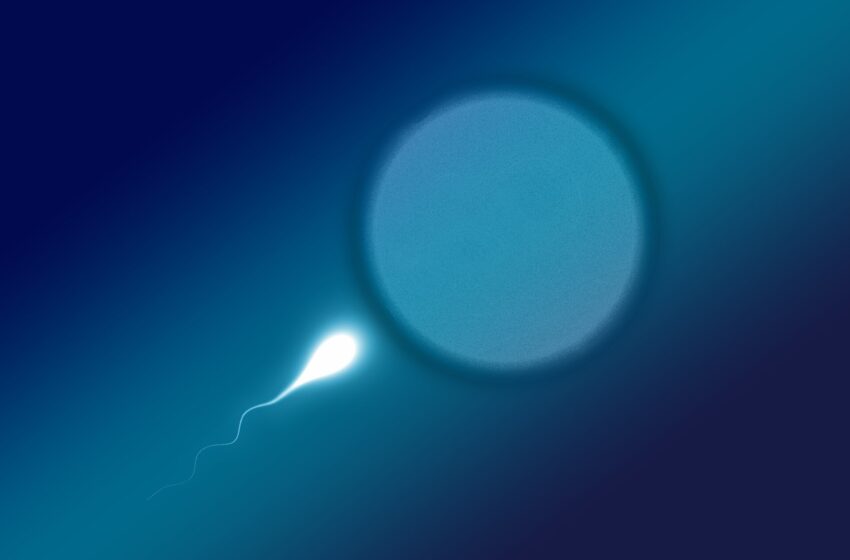  Des changements cérébraux liés à l’obésité entraînent une diminution du nombre de spermatozoïdes, selon une étude sur des souris