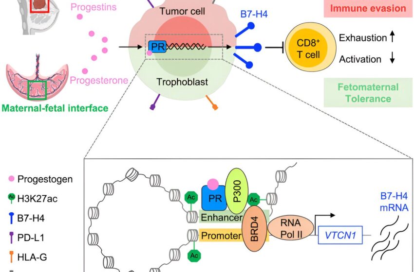  Des chercheurs découvrent un mécanisme immunitaire commun entre la grossesse et le cancer