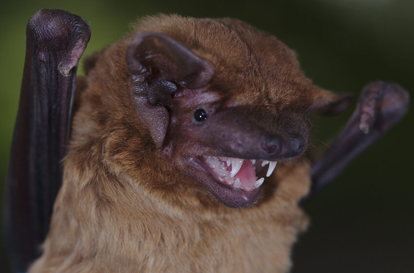  Des chercheurs écoutent le cœur des chauves-souris en vol