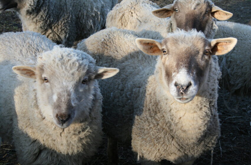  Des chercheurs entraînent des moutons à réaliser une imagerie IRM en état d’éveil