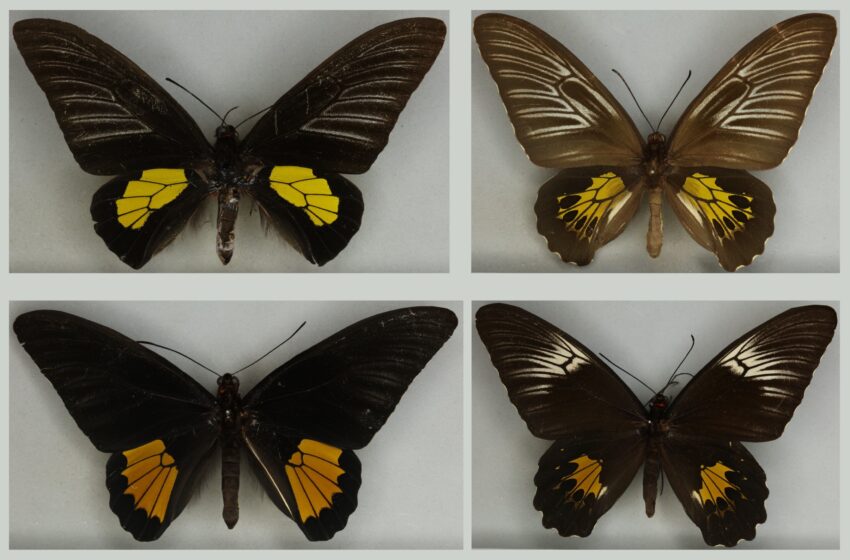  Des recherches montrent que Darwin et Wallace ont tous deux raison sur l’évolution des papillons