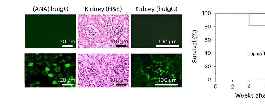  Des scientifiques créent le premier modèle de souris doté d’un système immunitaire humain complet et fonctionnel