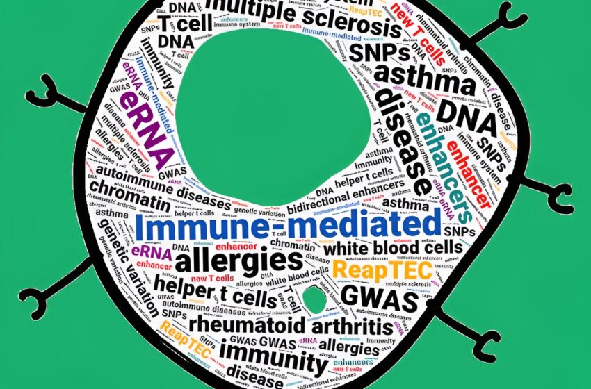  Des scientifiques découvrent de nouveaux lymphocytes T et de nouveaux gènes liés aux troubles immunitaires