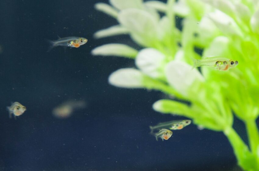  Des scientifiques identifient des circuits cérébraux liés au comportement des bancs de poissons