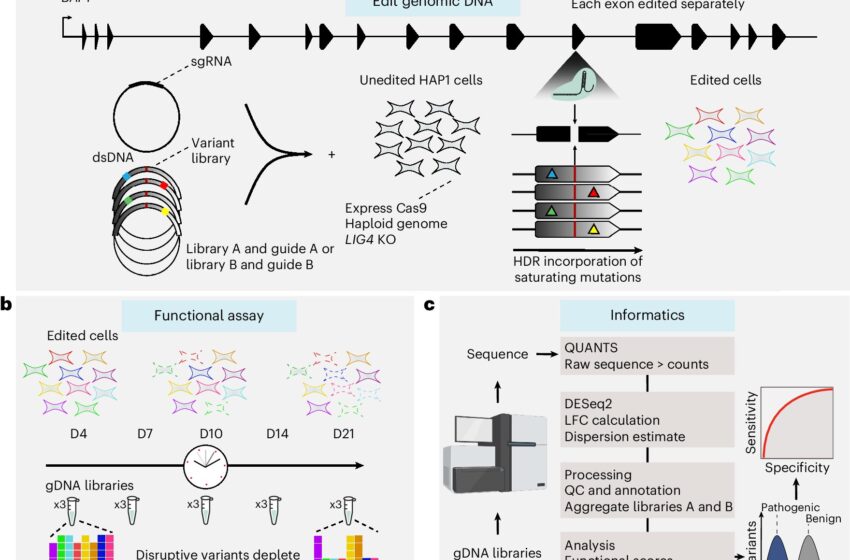  Des scientifiques identifient des milliers de variantes génétiques du cancer à haut risque