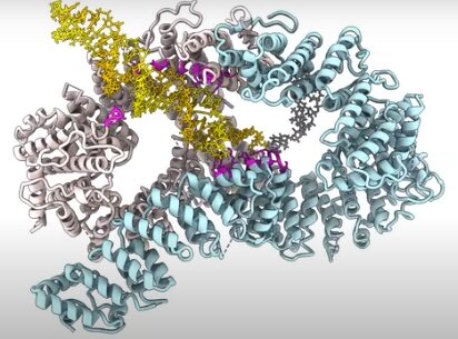  Des scientifiques résolvent le mystère de la détection et de la réparation des dommages à l’ADN causés par la lumière du soleil, l’alcool et la pollution