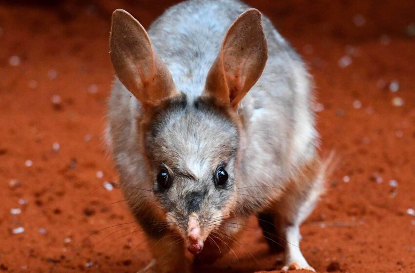  Des scientifiques séquencent le génome entier du bilby australien