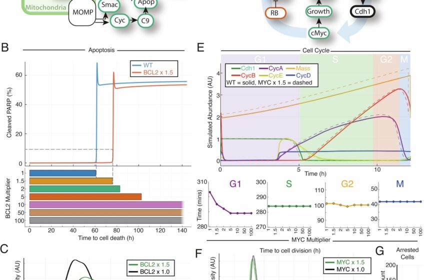  Des simulations personnalisées prédisent les résultats des traitements contre le cancer du sang pour les patients dans le cadre d’une étude révolutionnaire