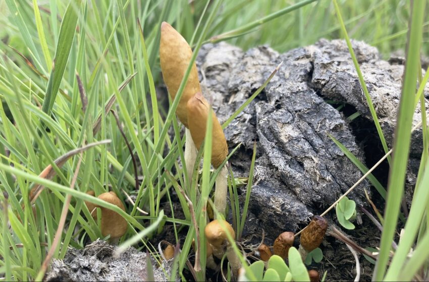  Deux nouvelles espèces de champignons Psilocybe découvertes en Afrique australe