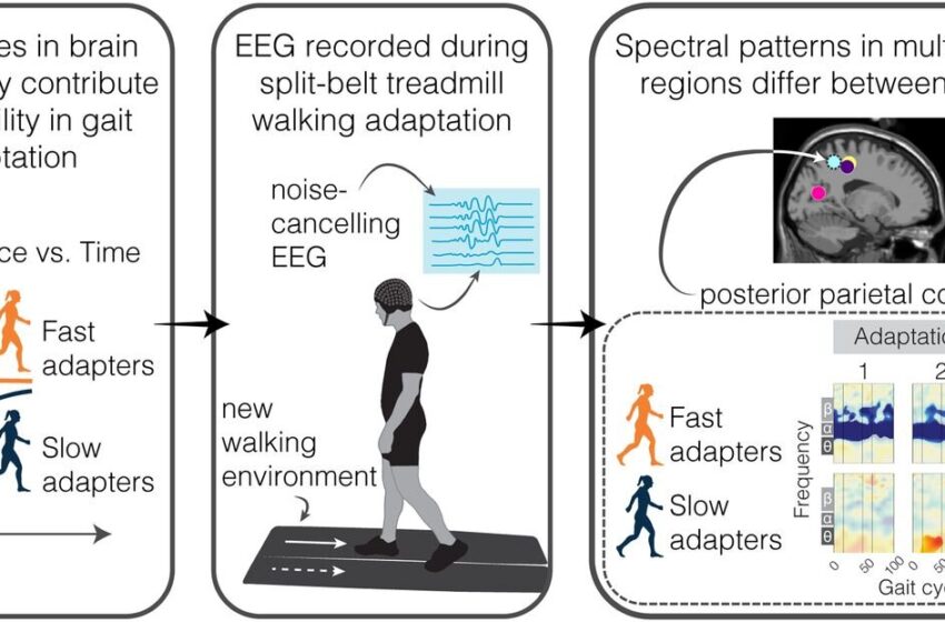  Étude de l’activité électrocorticale et d’une adaptation locomotrice plus rapide