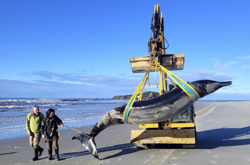  La baleine la plus rare du monde pourrait s’être échouée sur une plage de Nouvelle-Zélande, ce qui pourrait donner des indices sur l’espèce