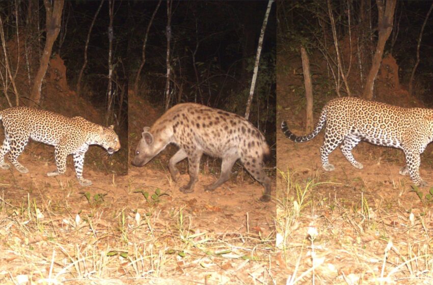  La présence humaine modifie l’équilibre entre les léopards et les hyènes en Afrique de l’Est