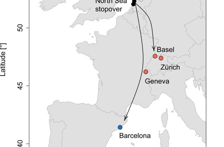  Le comportement migratoire des étourneaux serait héréditaire et non appris