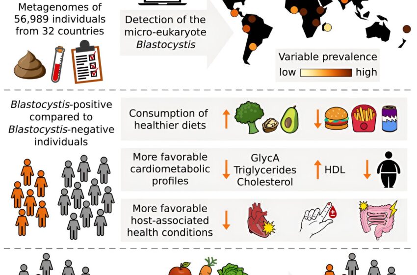  Le microbe intestinal pourrait être la clé pour aider les gens à bénéficier d’aliments sains