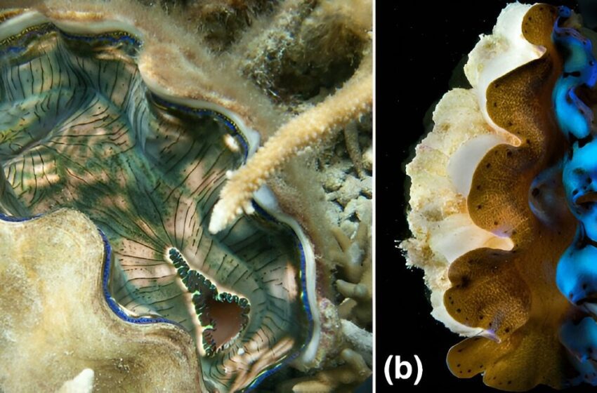  Les bénitiers géants pourraient détenir les réponses pour rendre l’énergie solaire plus efficace