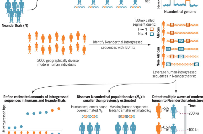  Les généticiens réécrivent l’histoire des Néandertaliens et d’autres humains anciens