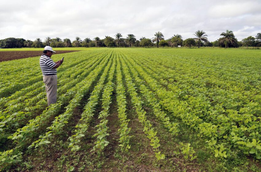  Les investissements directs étrangers pourraient alimenter la déforestation tropicale