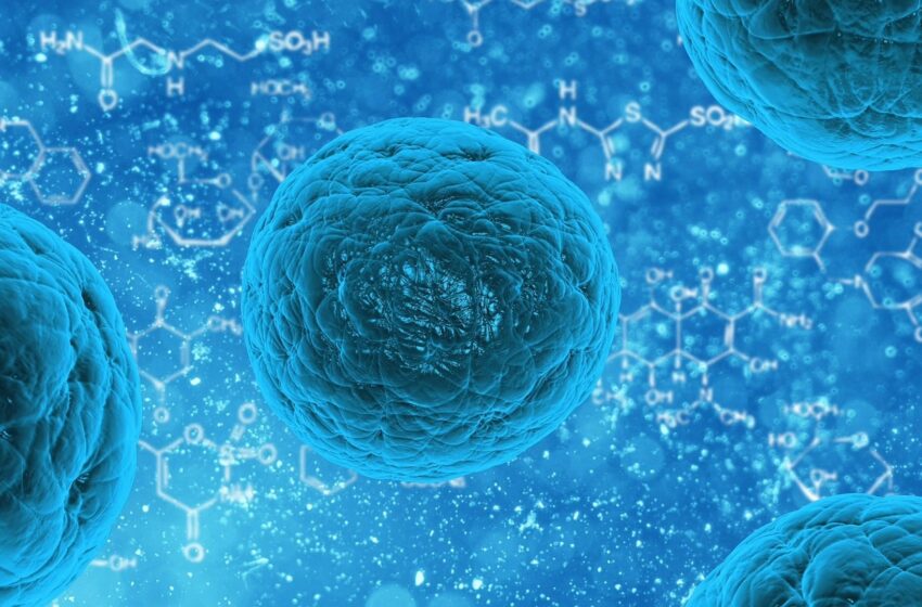 Les médicaments qui tuent les cellules « zombies » pourraient bénéficier à certaines femmes âgées, mais pas à toutes, selon une étude