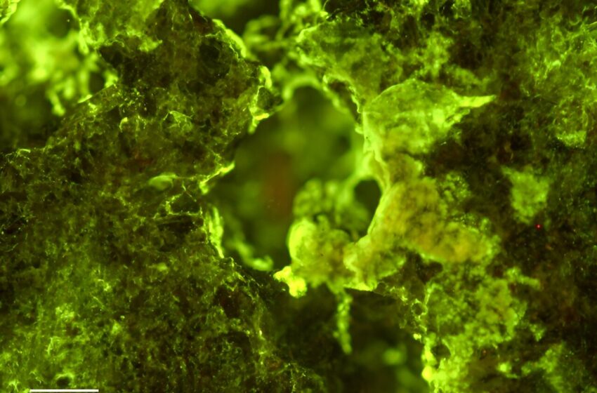  Les physiciens déterminent ce qui contrôle la croissance du biofilm