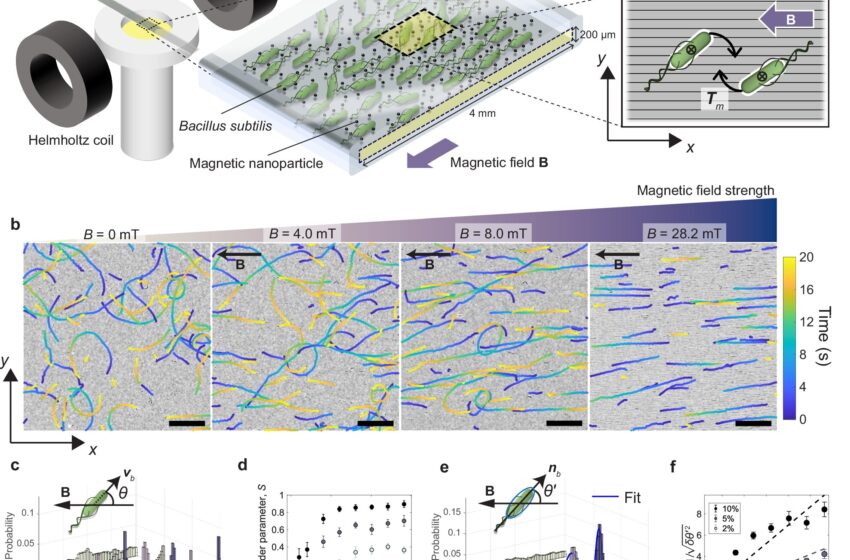  Les physiciens utilisent des champs magnétiques pour manipuler le comportement des bactéries