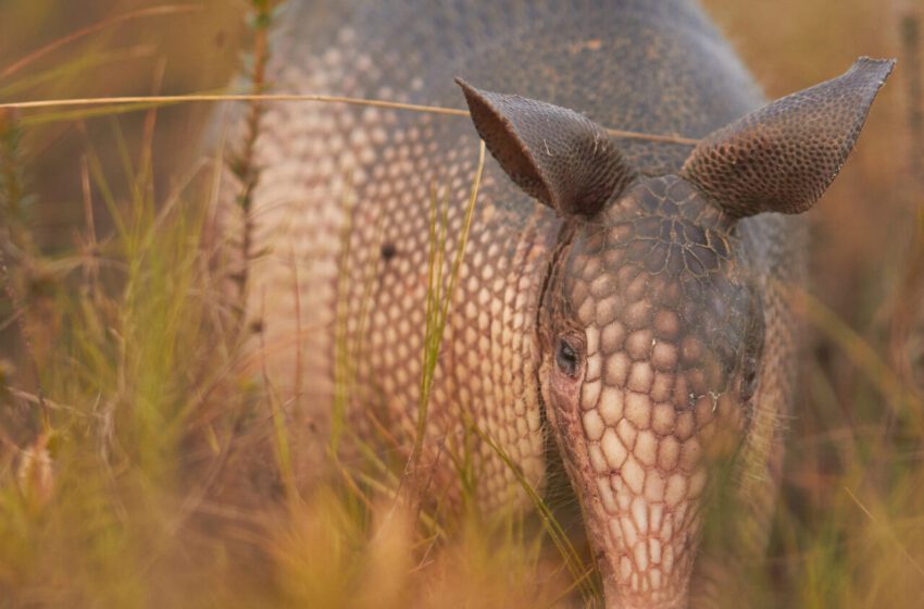  Les tatous sont partout ; les Néandertaliens surprennent encore les anthropologues ; les enfants sont égalitaires