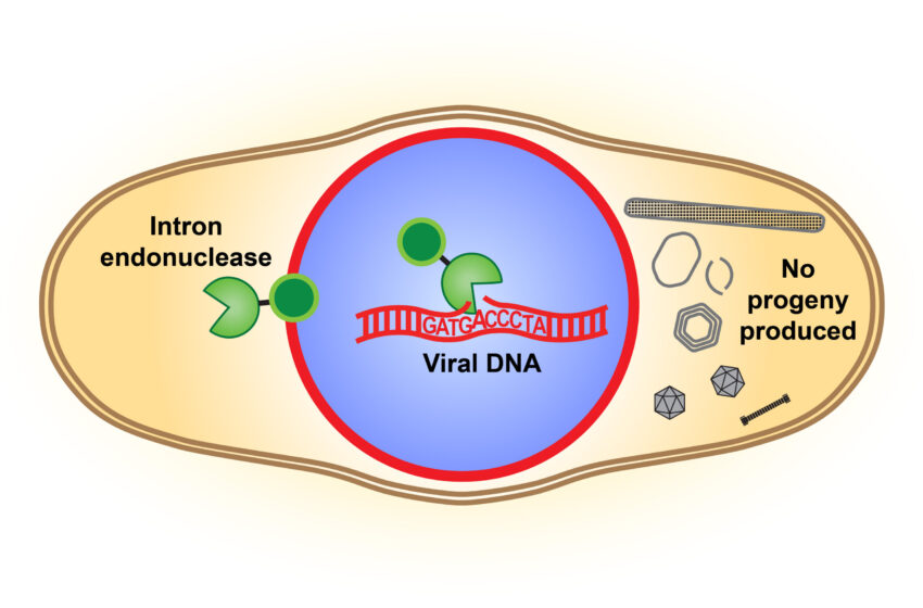  Les virus phagiques, utilisés pour traiter la résistance aux antibiotiques, obtiennent un avantage en bloquant la capacité de reproduction de leurs concurrents