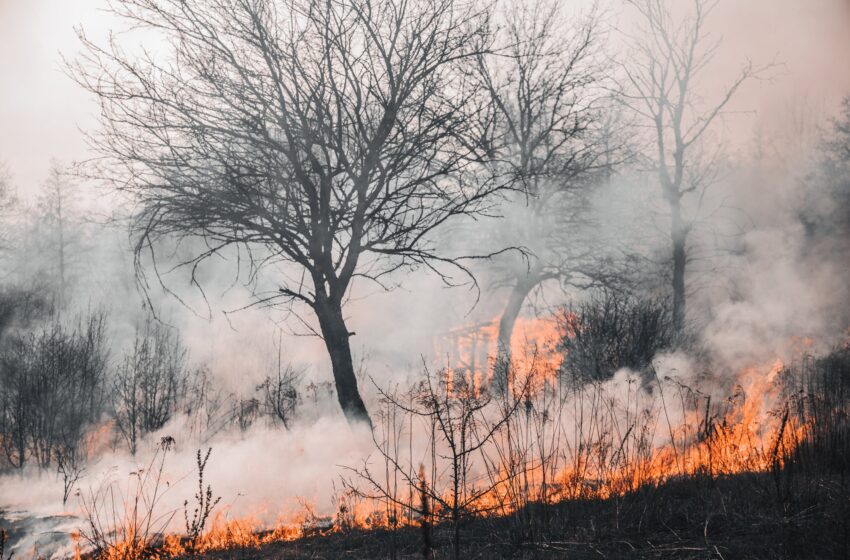  L’impact complexe des grands incendies de forêt sur la dynamique de la couche d’ozone dévoilé