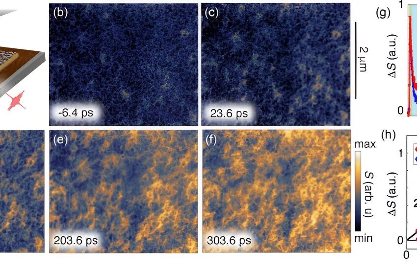  Observation de la manière dont la lumière transforme un métal : de nouveaux détails sur la transition de l’isolant au métal dans un matériau quantique