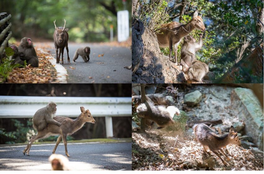  Quand les espèces animales cohabitantes partagent la culture