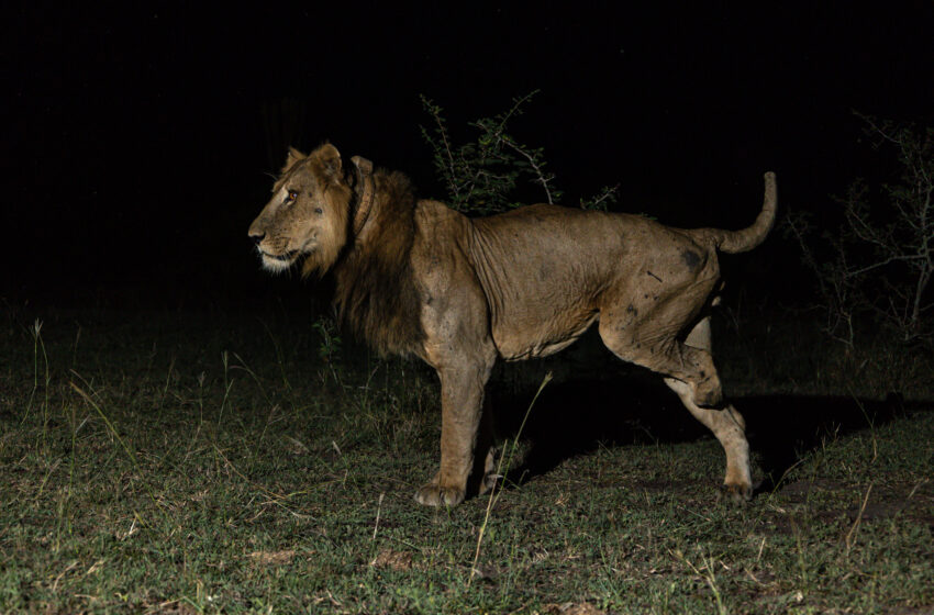  Un lion à neuf vies bat un record en nageant plus longtemps dans des eaux infestées de prédateurs