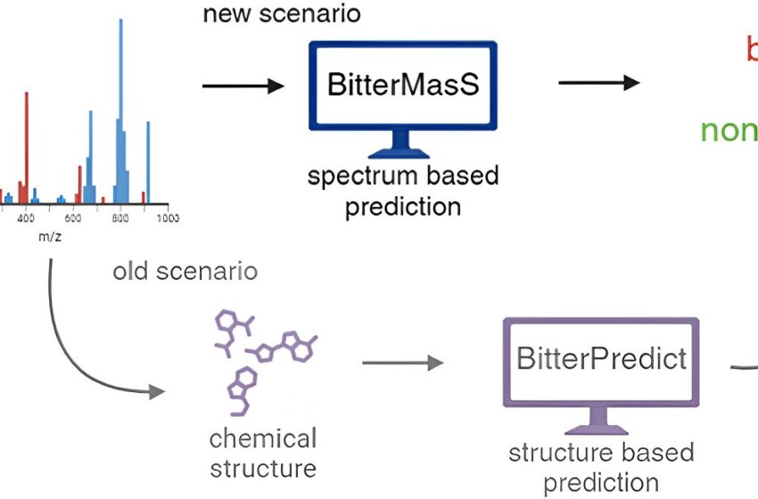  Un nouvel outil permet de prédire l’amertume des aliments sans connaissance préalable de leur structure chimique