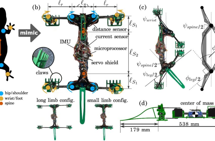  Un robot lézard bio-inspiré révèle ce qui est nécessaire pour une locomotion optimale