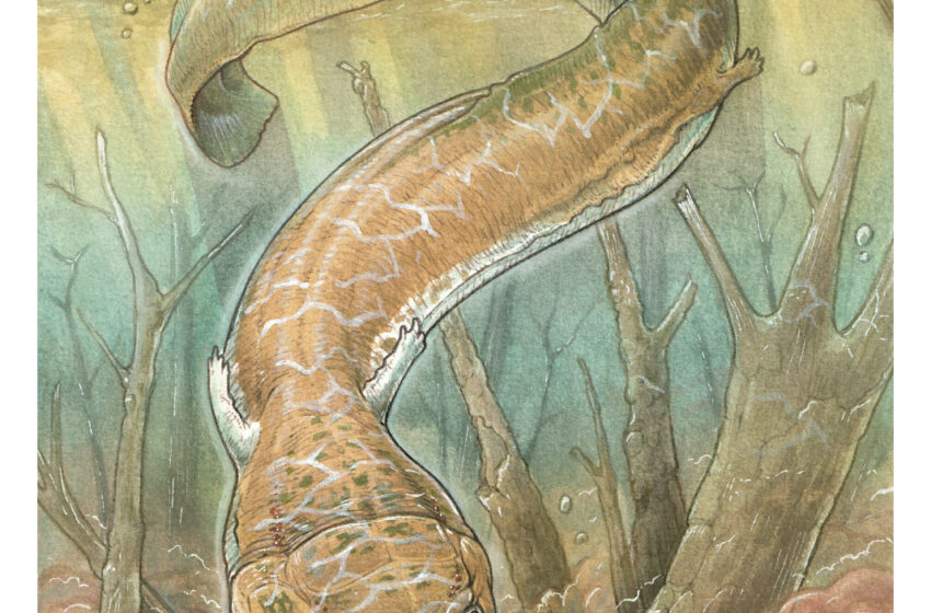  Une créature géante ressemblant à une salamandre était un prédateur de premier plan à l’époque glaciaire avant les dinosaures