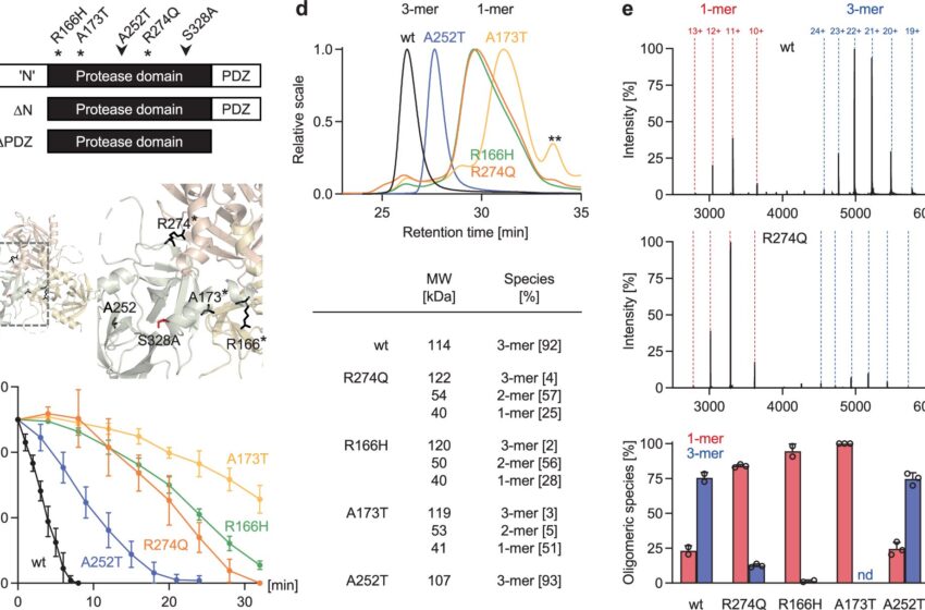  Une équipe explore des stratégies pour corriger les mutations responsables des accidents vasculaires cérébraux