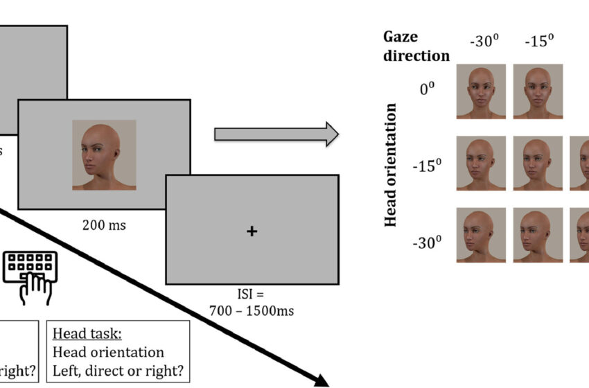  Une équipe parvient à déterminer le moment exact où le cerveau détecte la direction du regard d’une autre personne